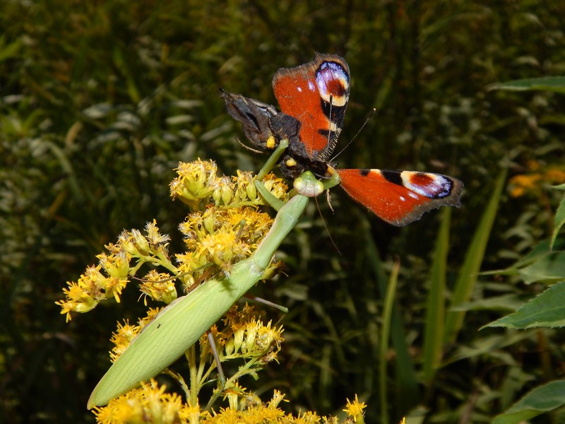 Mantide preda Aglais io